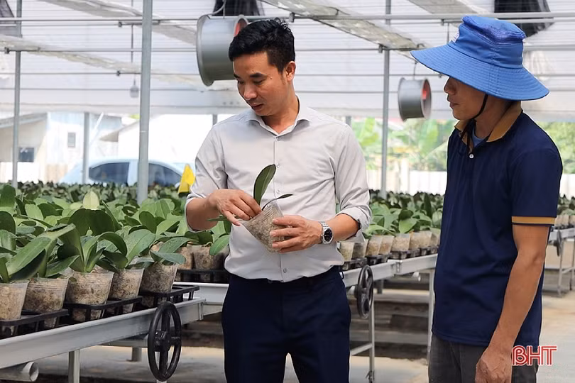 Cận cảnh mô hình trồng hoa lan hồ điệp đầu tiên ở Hà Tĩnh