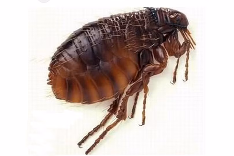 Hà Tĩnh: Tìm ra nguyên nhân bước đầu khiến nhiều người bị viêm da dị ứng do côn trùng đốt