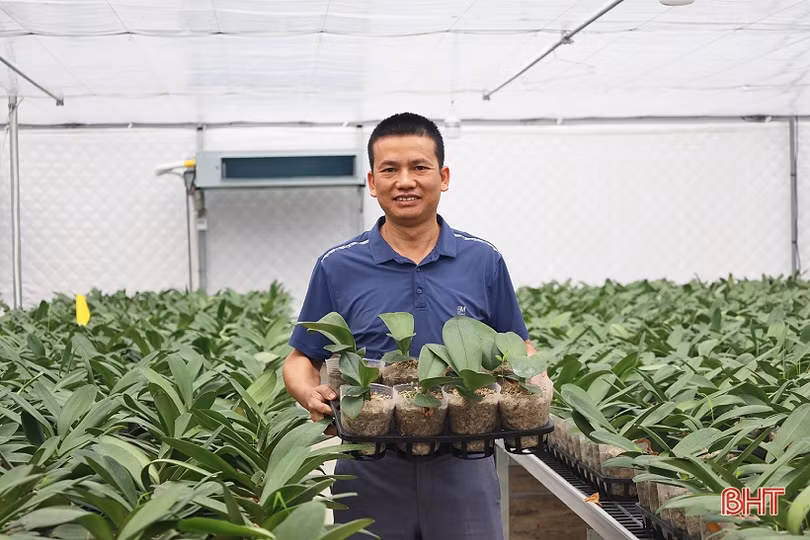 Cận cảnh mô hình trồng hoa lan hồ điệp đầu tiên ở Hà Tĩnh