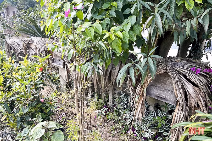 Nghề nuôi ong cho thu nhập cao ở vùng bán sơn địa Đức Thọ