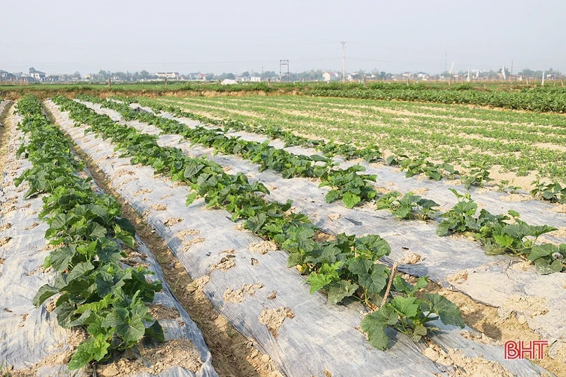 Nông dân Thạch Hà tất bật chăm sóc lứa dưa đầu năm