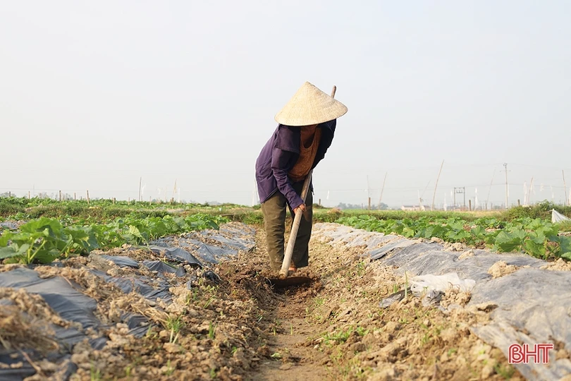Nông dân Thạch Hà tất bật chăm sóc lứa dưa đầu năm