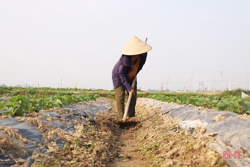 Nông dân Thạch Hà tất bật chăm sóc lứa dưa đầu năm