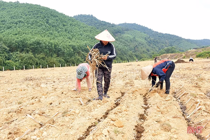 Bà con dân tộc Chứt trồng cỏ, trỉa ngô chăn nuôi bò sinh sản