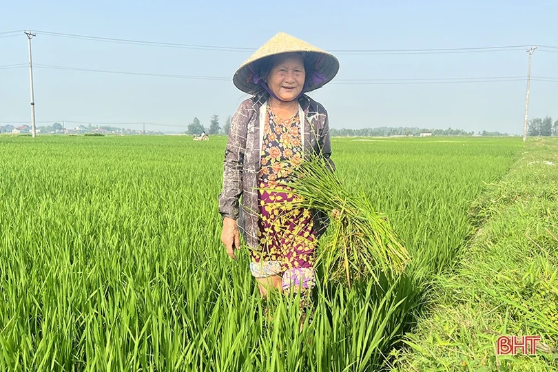 Nông dân Hà Tĩnh tích cực chăm bón lúa xuân “thì con gái”
