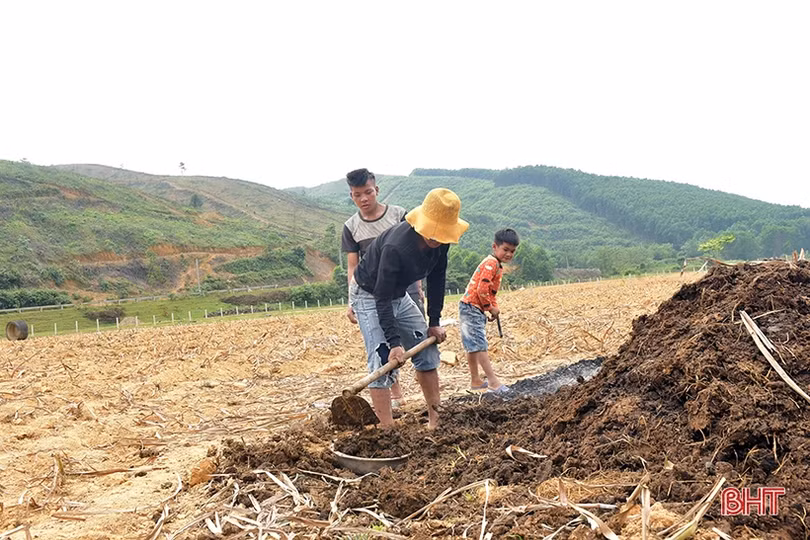 Bà con dân tộc Chứt trồng cỏ, trỉa ngô chăn nuôi bò sinh sản
