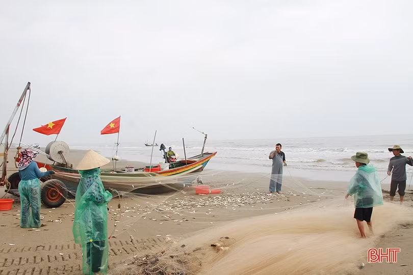 Ngư dân miền biển phía Bắc Hà Tĩnh được mùa cá trích