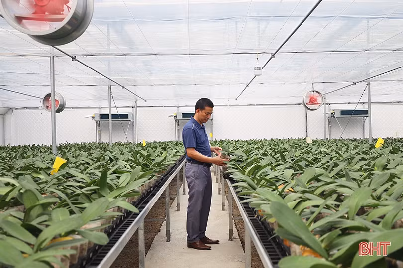 Cận cảnh mô hình trồng hoa lan hồ điệp đầu tiên ở Hà Tĩnh