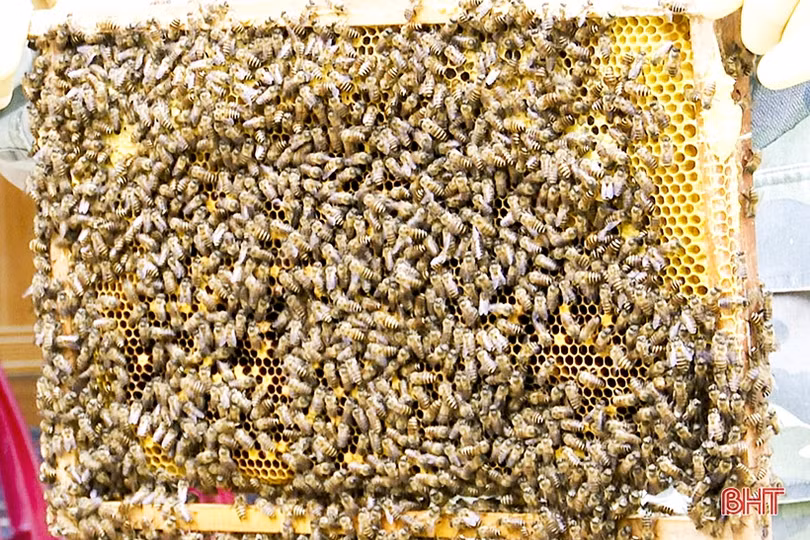 Nghề nuôi ong cho thu nhập cao ở vùng bán sơn địa Đức Thọ