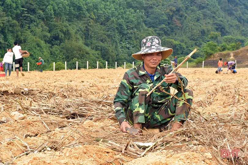 Bà con dân tộc Chứt trồng cỏ, trỉa ngô chăn nuôi bò sinh sản