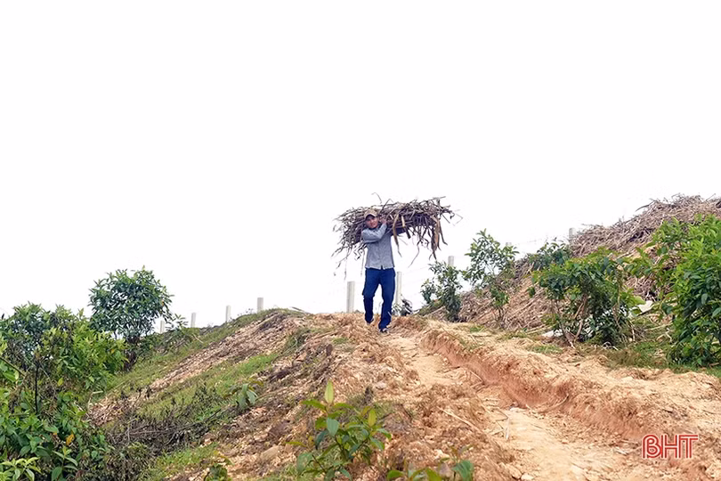 Bà con dân tộc Chứt trồng cỏ, trỉa ngô chăn nuôi bò sinh sản