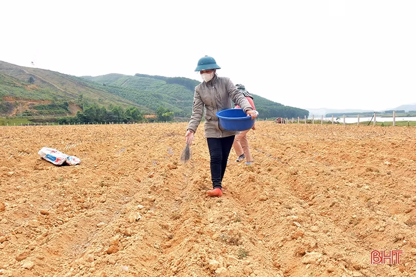 Bà con dân tộc Chứt trồng cỏ, trỉa ngô chăn nuôi bò sinh sản