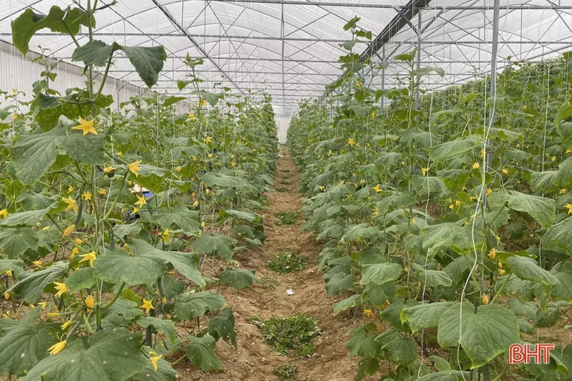 Nhiều “startup” trẻ Đức Thọ thành công từ mảnh đất quê hương