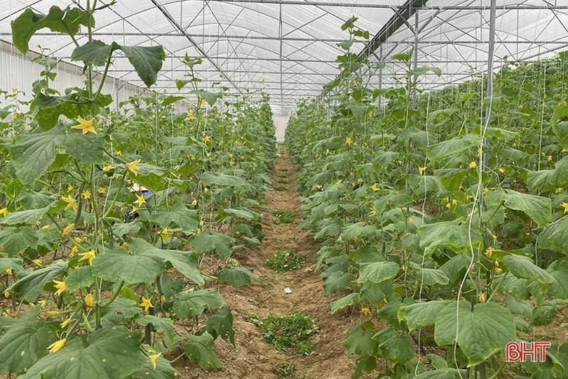 Nhiều “startup” trẻ Đức Thọ thành công từ mảnh đất quê hương