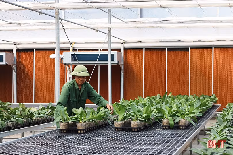 Cận cảnh mô hình trồng hoa lan hồ điệp đầu tiên ở Hà Tĩnh