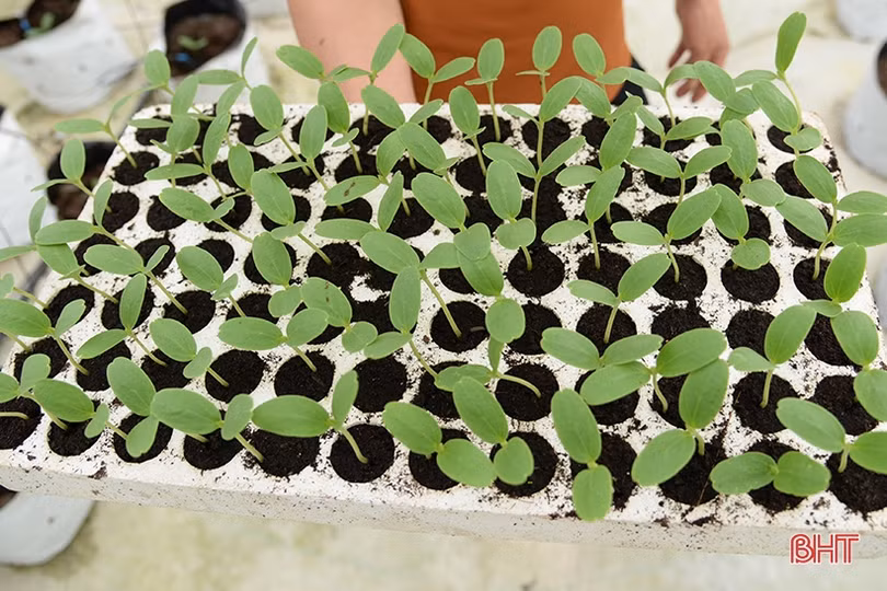 Nhiều “startup” trẻ Đức Thọ thành công từ mảnh đất quê hương