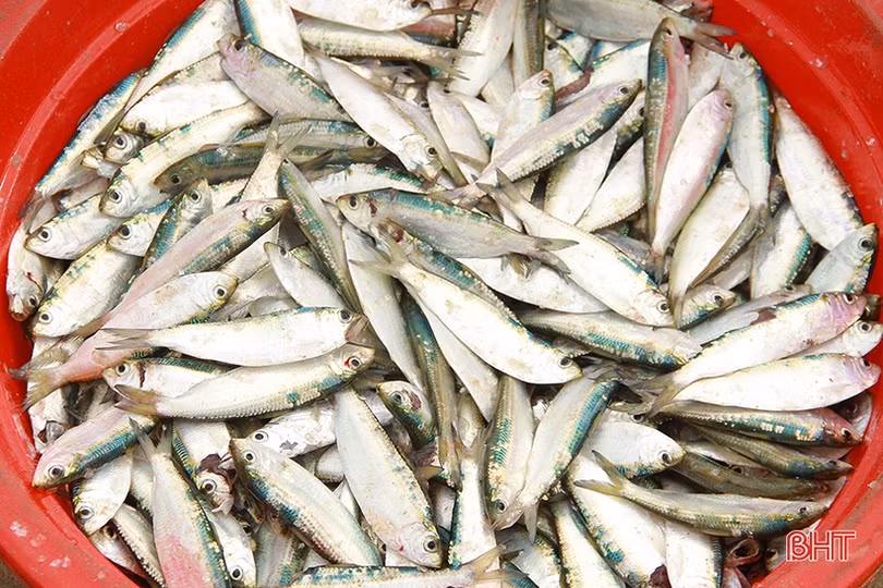 Ngư dân miền biển phía Bắc Hà Tĩnh được mùa cá trích