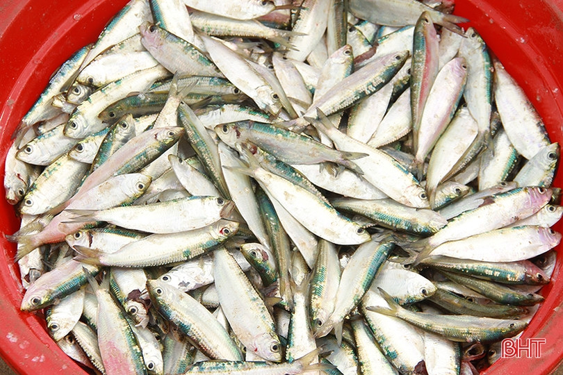 Ngư dân miền biển phía Bắc Hà Tĩnh được mùa cá trích