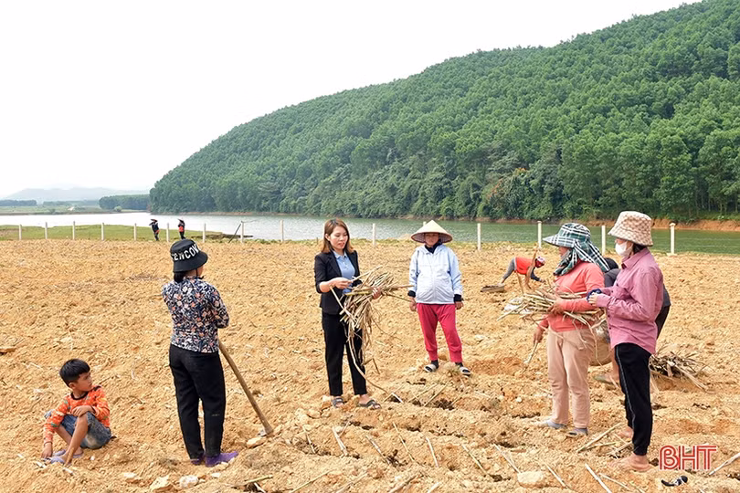 Bà con dân tộc Chứt trồng cỏ, trỉa ngô chăn nuôi bò sinh sản