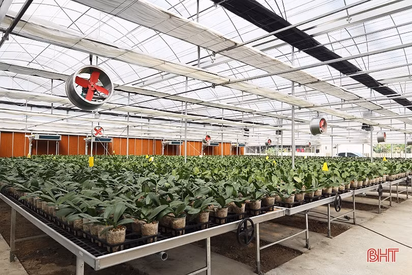 Cận cảnh mô hình trồng hoa lan hồ điệp đầu tiên ở Hà Tĩnh