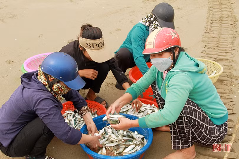 Ngư dân miền biển phía Bắc Hà Tĩnh được mùa cá trích