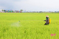 Nông dân Hà Tĩnh bảo vệ lúa hè thu “thời điểm vàng”