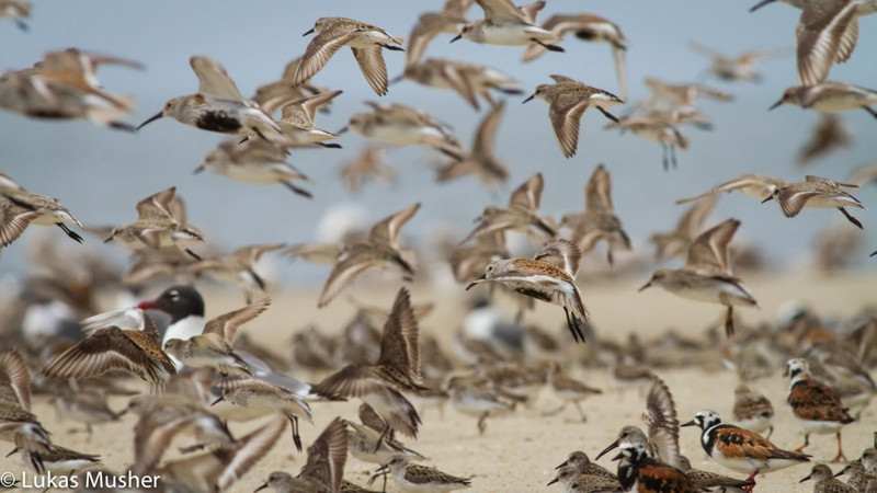 nhung cuoc di cu ngoan muc trong the gioi dong vat