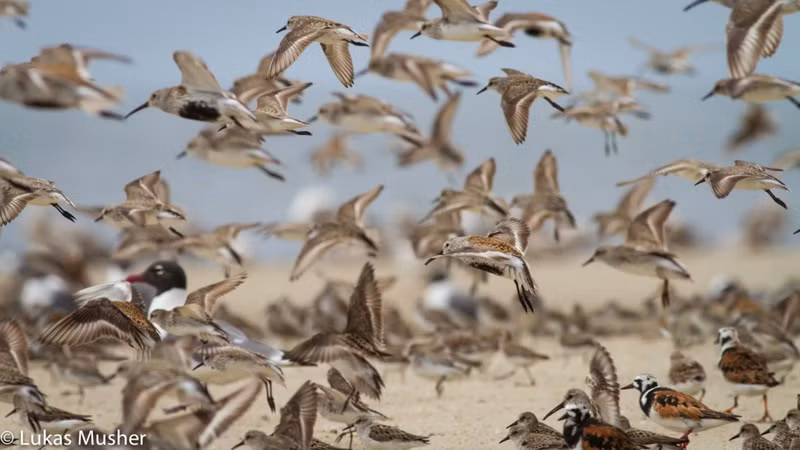nhung cuoc di cu ngoan muc trong the gioi dong vat