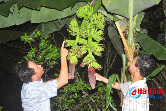 ky la cay chuoi tro song sinh o huong son
