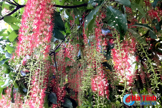 hoa loc vung goc pho