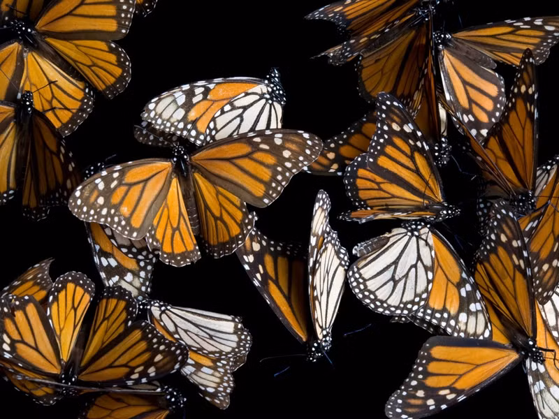 nhung cuoc di cu ngoan muc trong the gioi dong vat