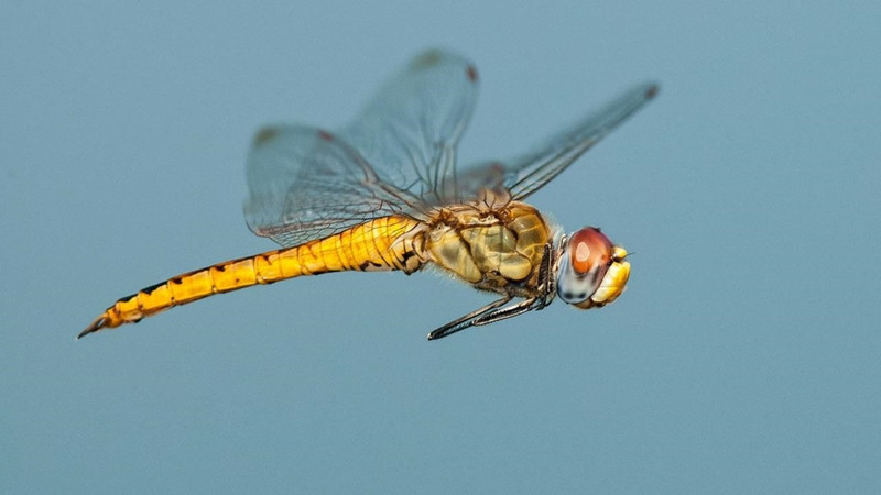 nhung cuoc di cu ngoan muc trong the gioi dong vat