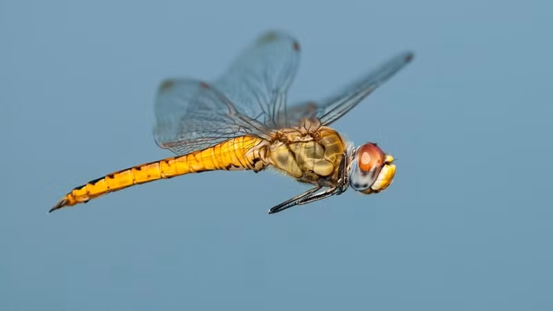 nhung cuoc di cu ngoan muc trong the gioi dong vat