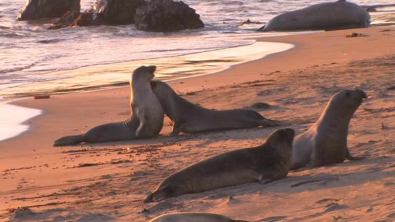 nhung cuoc di cu ngoan muc trong the gioi dong vat