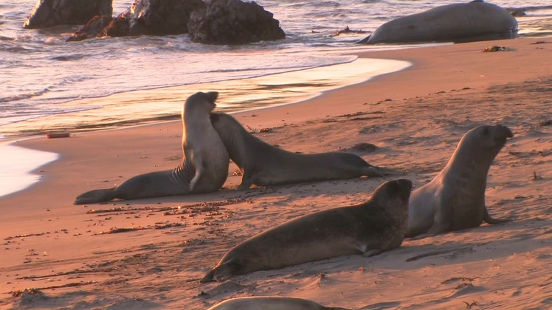 nhung cuoc di cu ngoan muc trong the gioi dong vat
