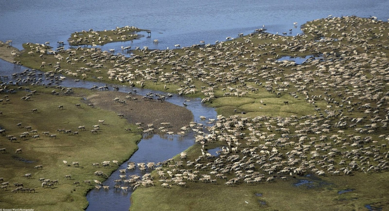 nhung cuoc di cu ngoan muc trong the gioi dong vat