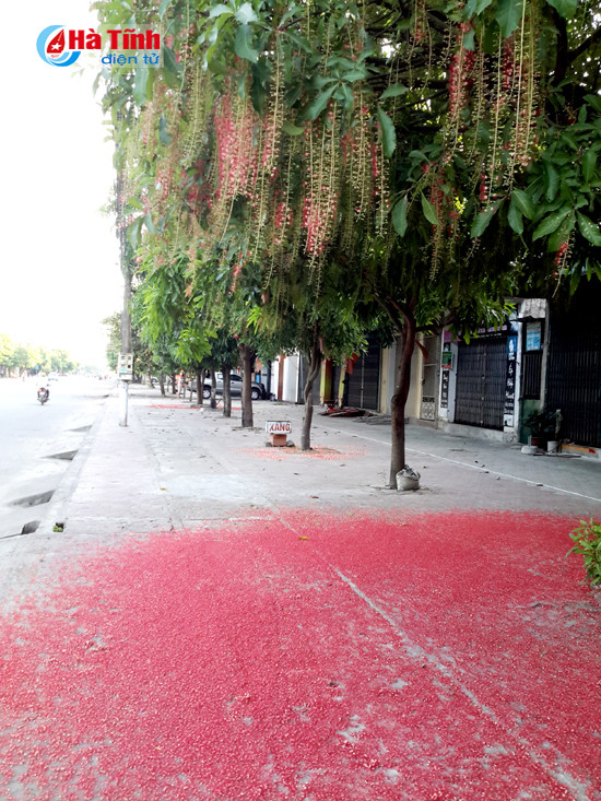 hoa loc vung goc pho