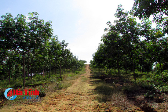 cay cao su o ha tinh thoi oanh liet nay con khong