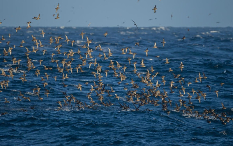 nhung cuoc di cu ngoan muc trong the gioi dong vat