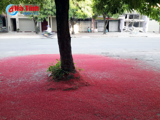 hoa loc vung goc pho