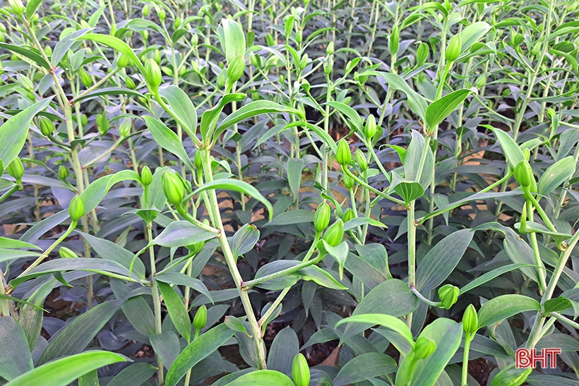 Hàng vạn cây hoa ly chớm nụ chờ tết ở Nghi Xuân