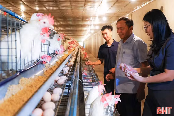 Khám phá trang trại nuôi gà Ai Cập quy mô lớn ở Hà Tĩnh