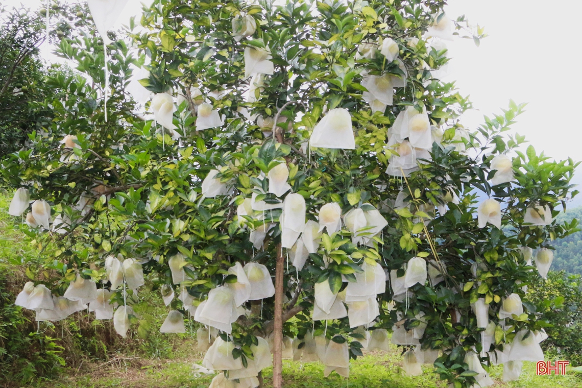 Vựa cam ở Hà Tĩnh vào mùa thu hoạch