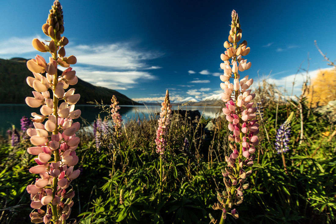 New Zealand - mùa thu mê đắm lòng người