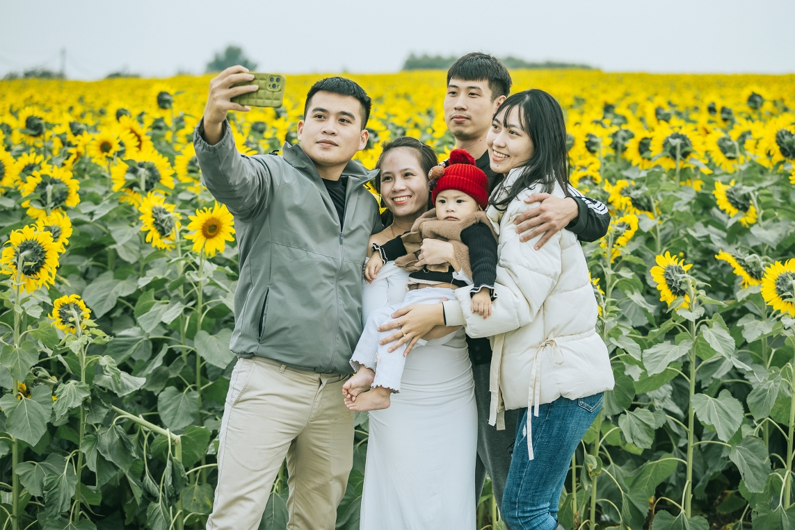 Cánh đồng hoa hướng dương ở Nghệ An
