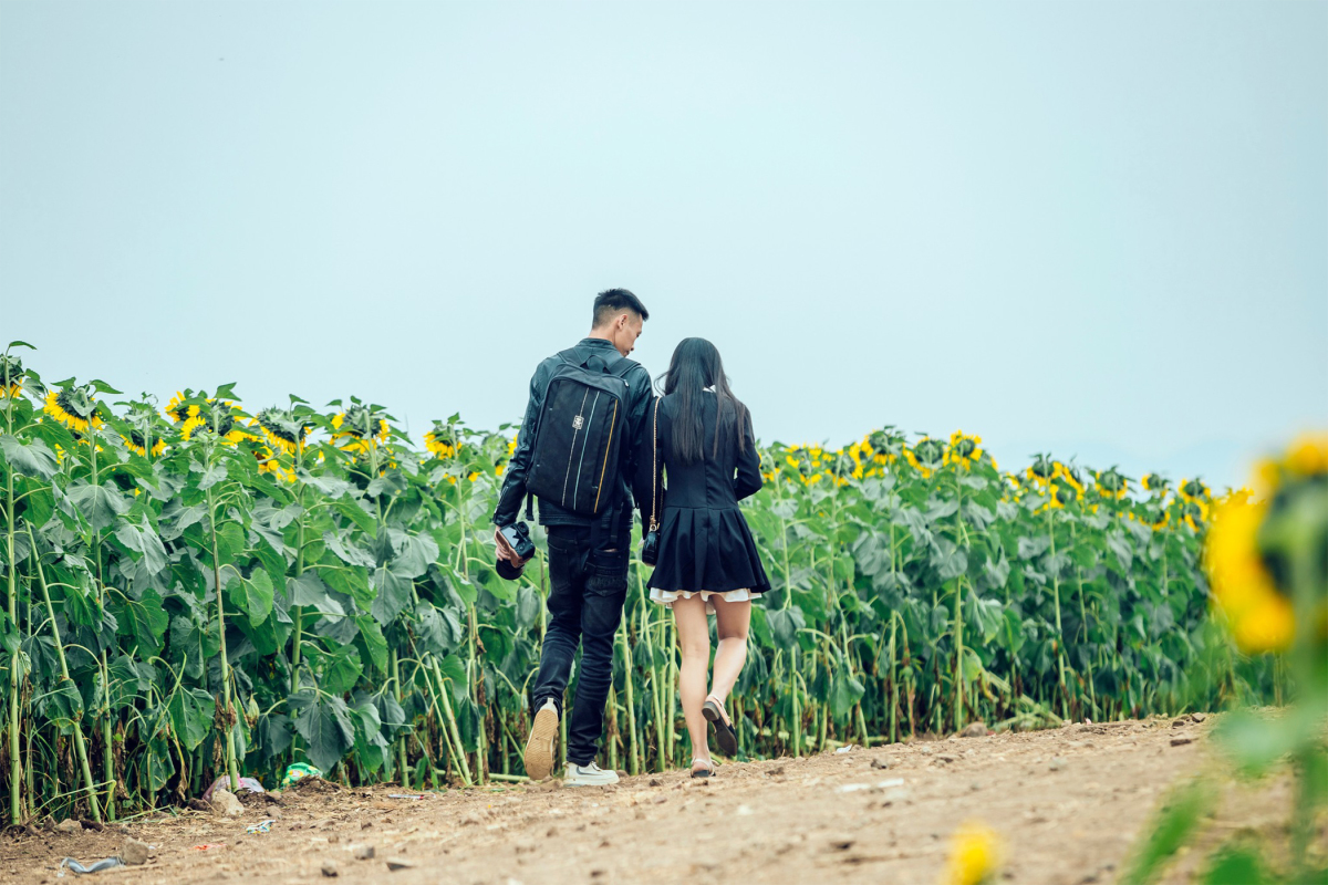 Cánh đồng hoa hướng dương ở Nghệ An