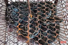 Bàn giao cá thể trăn đất quý hiếm cho Vườn Quốc gia Vũ Quang