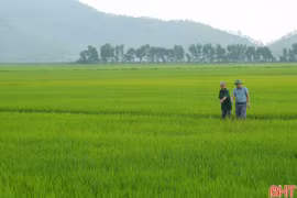 Phân phối nguồn nước hợp lý, xử lý dứt điểm diện tích lúa nhiễm dịch hại