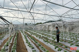 Khắc phục hậu quả giông lốc, dọn dẹp cây xanh ngã đổ