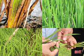 Quyết liệt phòng trừ sâu bệnh gây hại lúa hè thu ở Hà Tĩnh